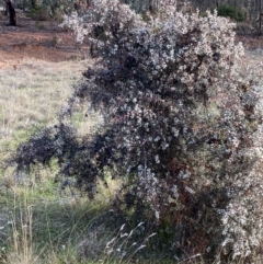 Hakea decurrens at Fentons Creek, VIC - 10 May 2022