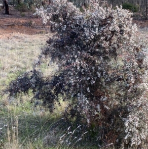 Hakea decurrens at Fentons Creek, VIC - 10 May 2022