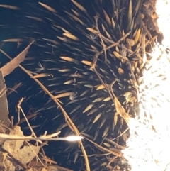 Tachyglossus aculeatus (Short-beaked Echidna) at Suttons Dam - 10 May 2022 by KL