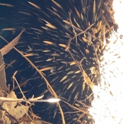 Tachyglossus aculeatus (TBC) at suppressed - 10 May 2022 by KL