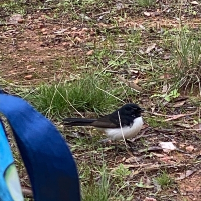 Rhipidura leucophrys (Willie Wagtail) at Fentons Creek, VIC - 8 May 2022 by KL