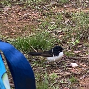 Rhipidura leucophrys (Willie Wagtail) at Fentons Creek, VIC by KL
