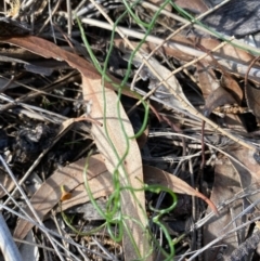 Thysanotus patersonii at Fentons Creek, VIC - 10 May 2022 by KL