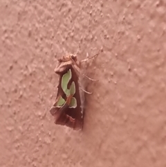 Cosmodes elegans (Green Blotched Moth) at Greenway, ACT - 11 May 2022 by MichaelBedingfield