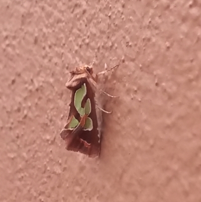 Cosmodes elegans (Green Blotched Moth) at Greenway, ACT - 11 May 2022 by michaelb