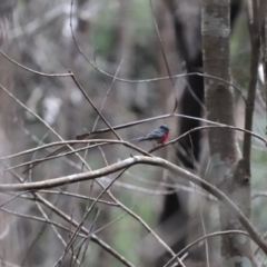 Petroica rosea (Rose Robin) at Bundanoon, NSW - 7 May 2022 by PDL08