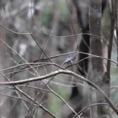 Petroica rosea at Bundanoon, NSW - 7 May 2022 11:37 AM