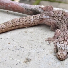 Christinus marmoratus (Southern Marbled Gecko) at Curtin, ACT - 11 May 2022 by KMcCue