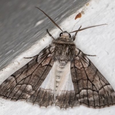 Stibaroma melanotoxa (Grey-caped Line-moth) at Melba, ACT - 1 May 2022 by kasiaaus