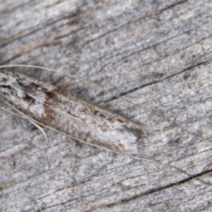 Ceromitia iolampra at Melba, ACT - 3 May 2022 12:34 AM