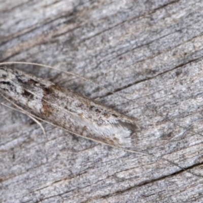 Ceromitia iolampra (A Fairy moth) at Melba, ACT - 3 May 2022 by kasiaaus