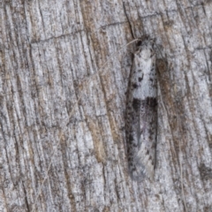 Ceromitia iolampra at Melba, ACT - 3 May 2022 12:34 AM