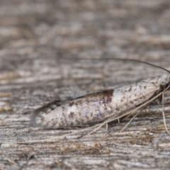 Ceromitia iolampra at Melba, ACT - 3 May 2022 12:34 AM