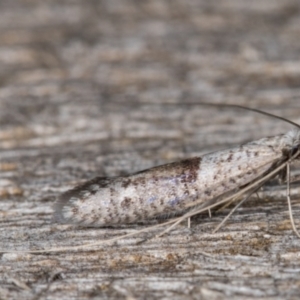 Ceromitia iolampra at Melba, ACT - 3 May 2022 12:34 AM