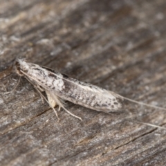 Ceromitia iolampra at Melba, ACT - 3 May 2022 12:34 AM