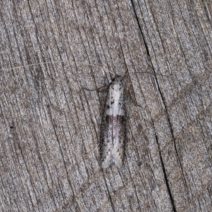 Ceromitia iolampra at Melba, ACT - 3 May 2022 12:34 AM