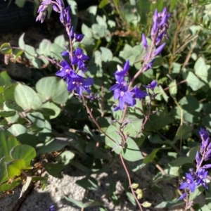 Veronica perfoliata at Tennent, ACT - 1 May 2022