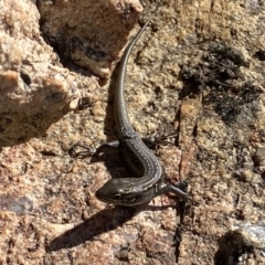 Liopholis whitii (White's Skink) at Tennent, ACT - 1 May 2022 by 1pepsiman