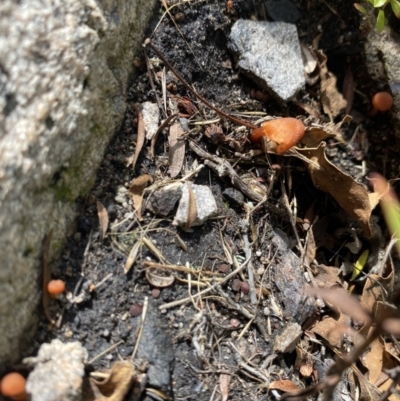 Unverified Fungus at Tennent, ACT - 1 May 2022 by 1pepsiman