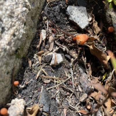 Unidentified Fungus at Tennent, ACT - 1 May 2022 by 1pepsiman