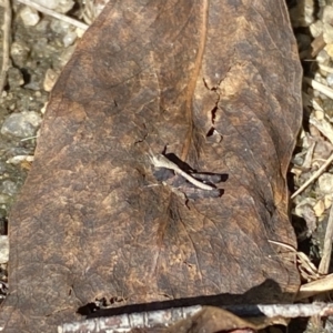 Cryptobothrus chrysophorus at Tennent, ACT - 1 May 2022