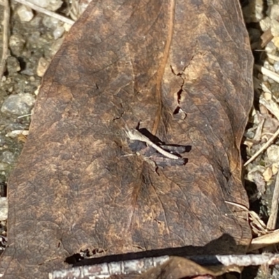 Cryptobothrus chrysophorus (Golden Bandwing) at Namadgi National Park - 1 May 2022 by 1pepsiman