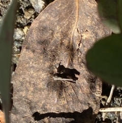 Cryptobothrus chrysophorus at Tennent, ACT - 1 May 2022