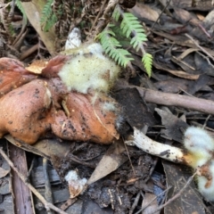 Unidentified Fungus at Toolangi, VIC - 12 Apr 2022 by 1pepsiman