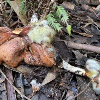 Unidentified Fungus at Toolangi, VIC - 12 Apr 2022 by 1pepsiman