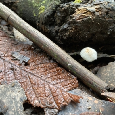 Unidentified Fungus at Toolangi, VIC - 12 Apr 2022 by 1pepsiman