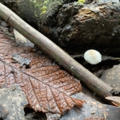 Unidentified Fungus (TBC) at Toolangi, VIC - 12 Apr 2022 by 1pepsiman