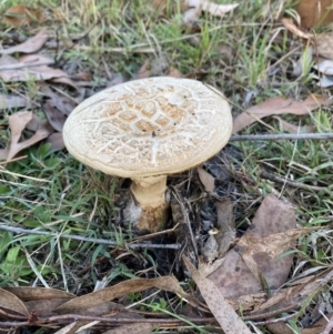 Amanita ochrophylla group at Castella, VIC - 11 Apr 2022 05:31 PM