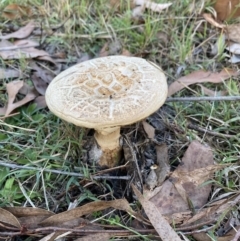 Unidentified Fungus at Castella, VIC - 11 Apr 2022 by 1pepsiman