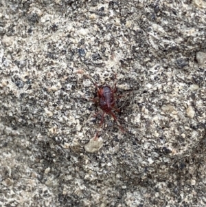 Rainbowia sp. (genus) at O'Connor, ACT - 12 Mar 2022 05:48 PM