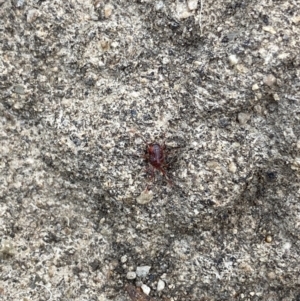 Rainbowia sp. (genus) at O'Connor, ACT - 12 Mar 2022 05:48 PM