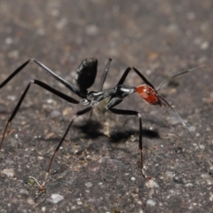 Leptomyrmex erythrocephalus (Spider ant) at Tidbinbilla Nature Reserve - 10 May 2022 by TimL