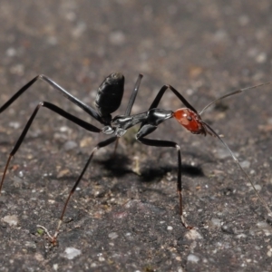 Leptomyrmex erythrocephalus at Paddys River, ACT - 10 May 2022