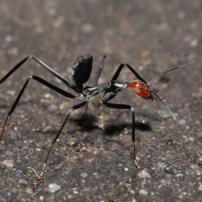 Leptomyrmex erythrocephalus (Spider ant) at Paddys River, ACT - 10 May 2022 by TimL