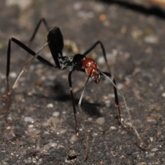 Leptomyrmex erythrocephalus at Paddys River, ACT - 10 May 2022