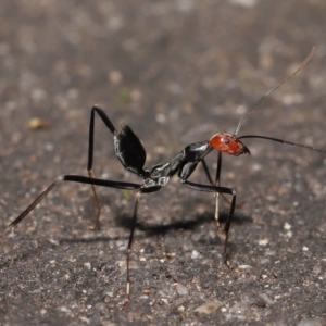 Leptomyrmex erythrocephalus at Paddys River, ACT - 10 May 2022