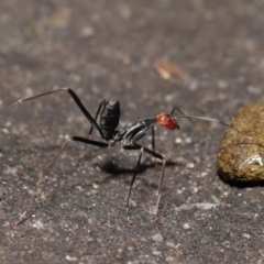 Leptomyrmex erythrocephalus at Paddys River, ACT - 10 May 2022