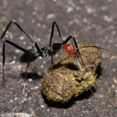 Leptomyrmex erythrocephalus at Paddys River, ACT - 10 May 2022 10:24 AM