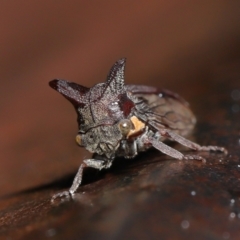 Ceraon sp. (genus) (2-horned tree hopper) at Tidbinbilla Nature Reserve - 10 May 2022 by TimL