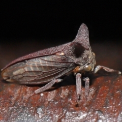 Ceraon sp. (genus) at Paddys River, ACT - 10 May 2022