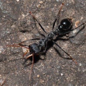 Myrmecia tarsata at Paddys River, ACT - 10 May 2022