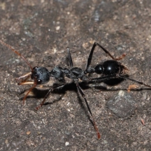 Myrmecia tarsata at Paddys River, ACT - 10 May 2022 11:06 AM