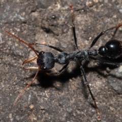 Myrmecia tarsata at Paddys River, ACT - 10 May 2022 11:06 AM