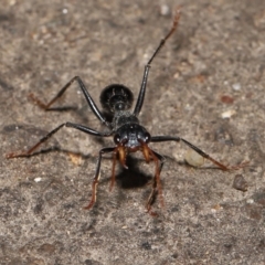 Myrmecia tarsata at Paddys River, ACT - 10 May 2022 11:06 AM