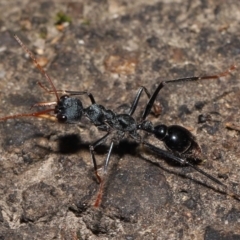 Myrmecia tarsata at Paddys River, ACT - 10 May 2022