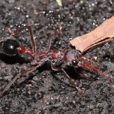 Myrmecia simillima (A Bull Ant) at Paddys River, ACT - 10 May 2022 by TimL